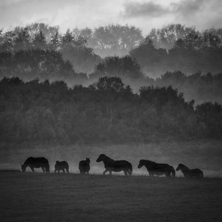 Horses in the Mist