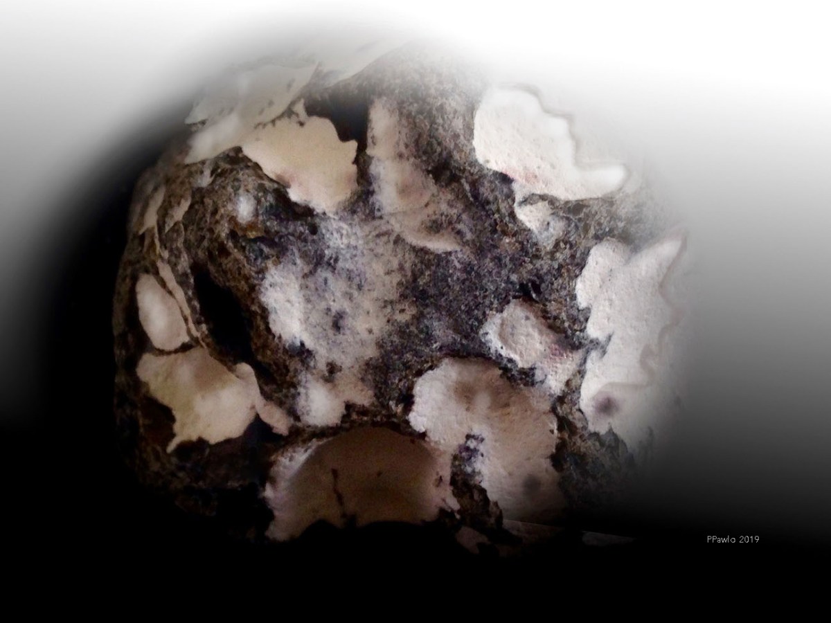 ABSTRACT ART | PETRA&nbsp;PAWLOFSKY