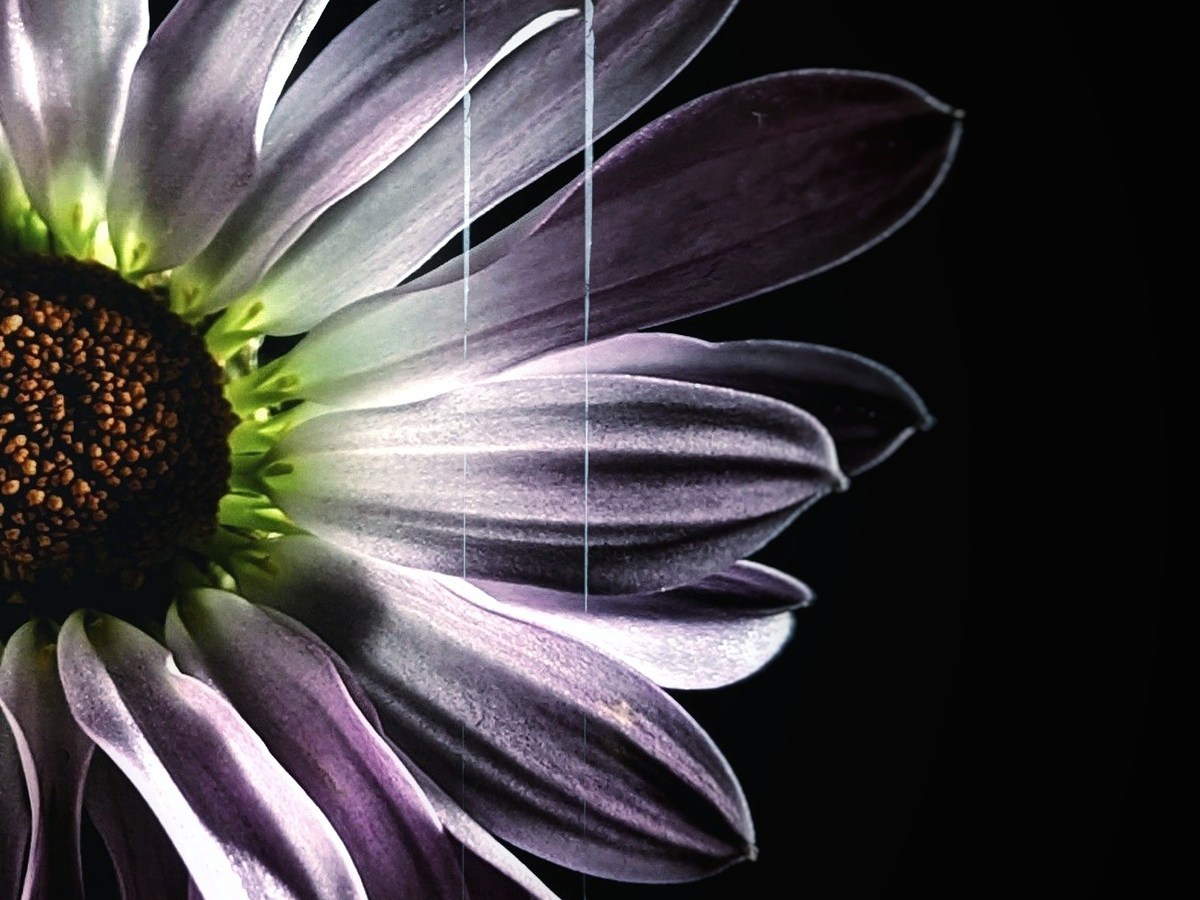 Digital Art | Shawn D&nbsp;Crabtree